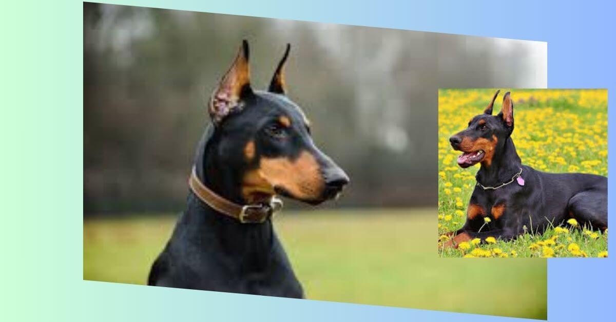 Dobermann Pinscher