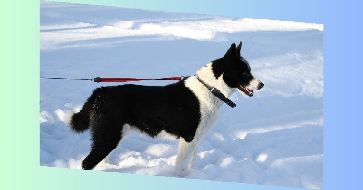 karelischer bärenhund