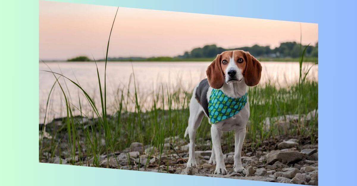 beagle harrier hund