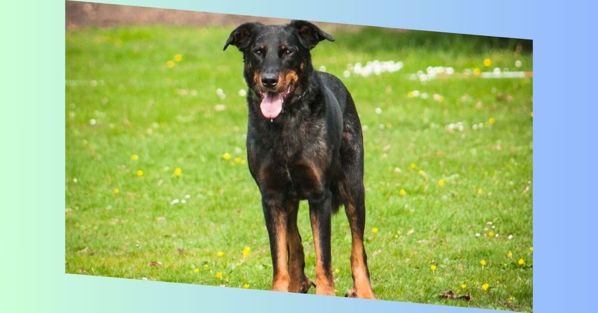 beauceron hund