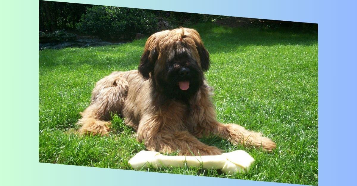 briard hund