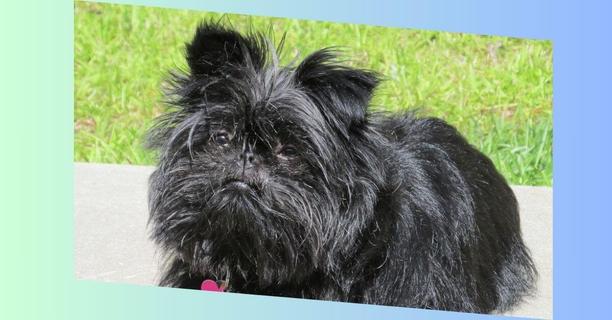 Affenpinscher Hund