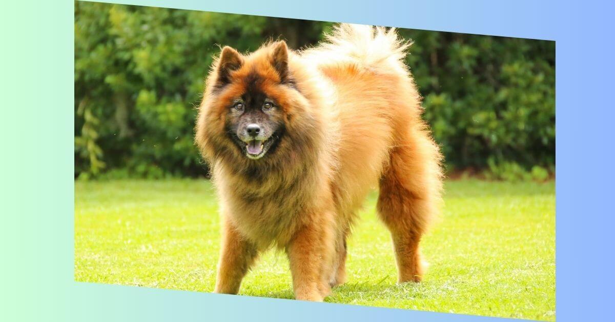 Eurasier hund