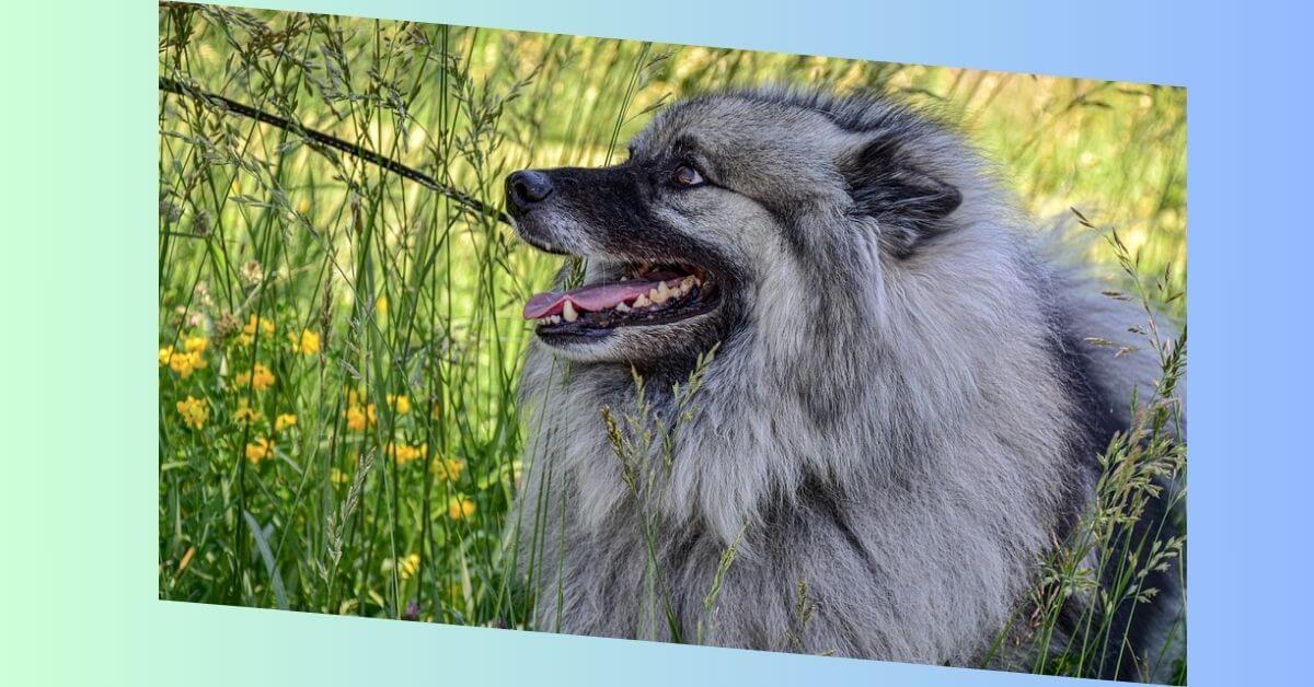 keeshond hund