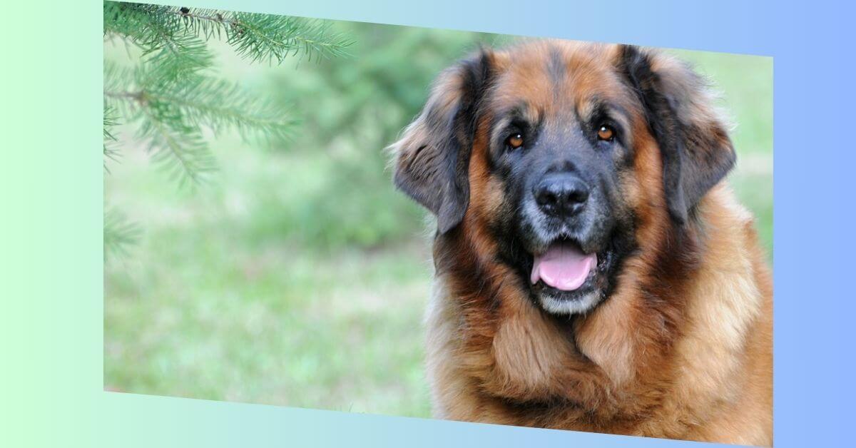 leonberger hund