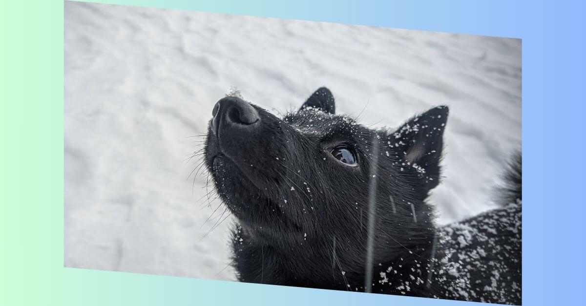 schipperke hund