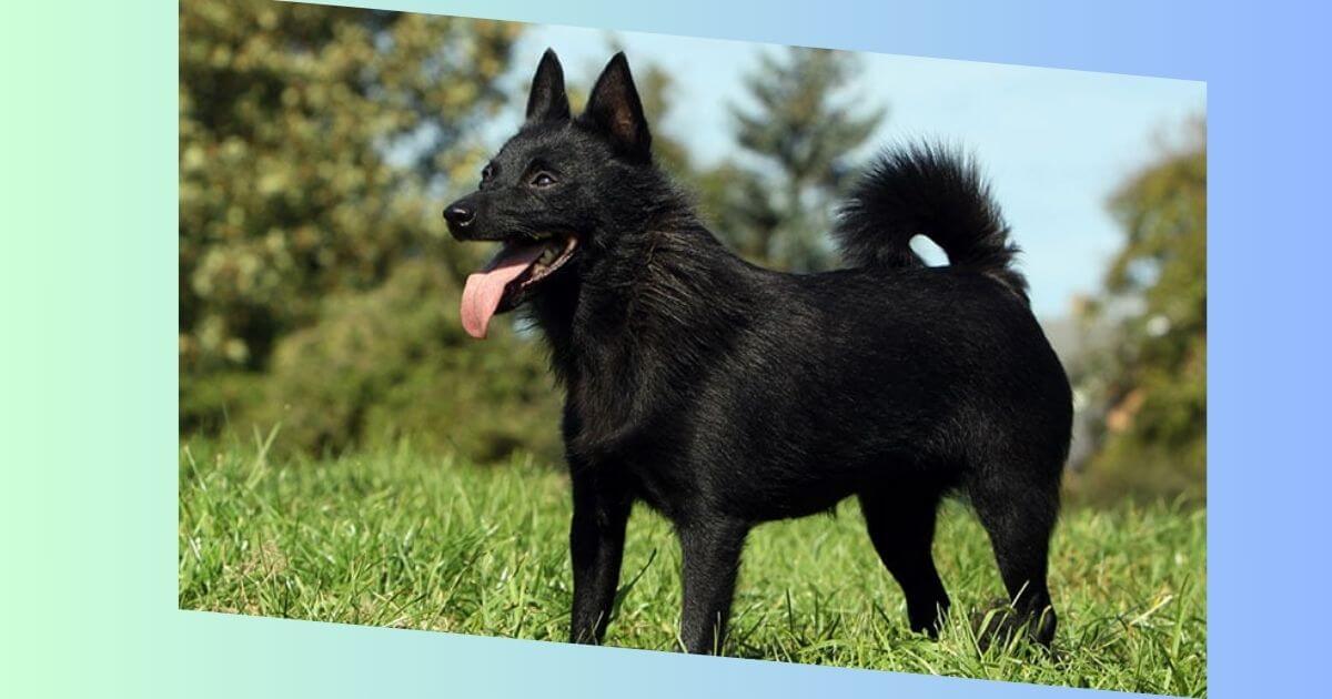 Schipperke Hund Bild