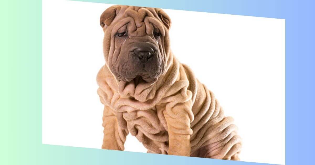 Shar Pei Bild