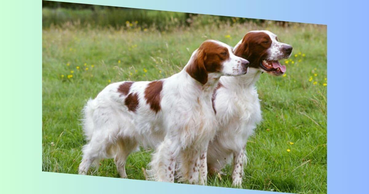 Irish Red and White Setter Bild