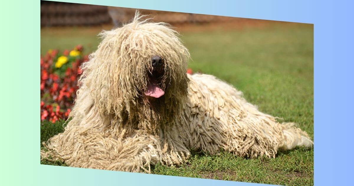 Komondor Hund Bild