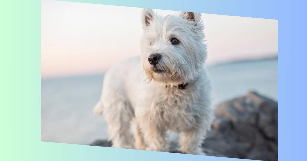 West Highland White Terrier Bild