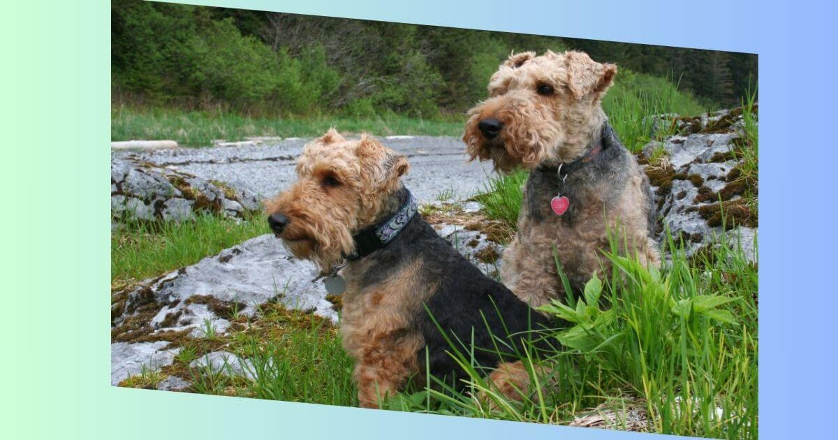 welsh terrier bilder