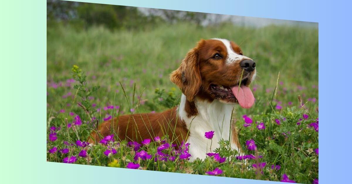 Welsh Springer Spaniel Bild