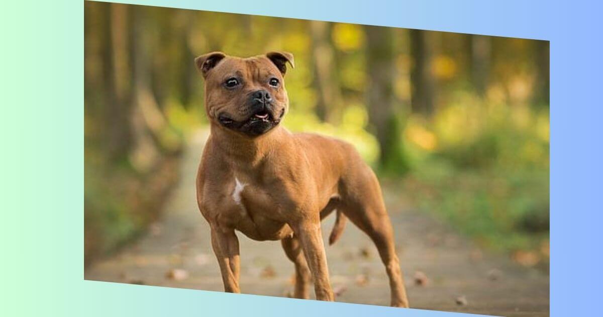 Staffordshire Bull Terrier Bild