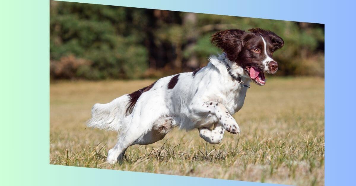 Englischer Springer Spaniel Bild