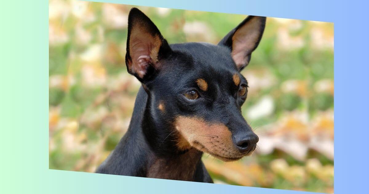 Englischer Toy Terrier Bild