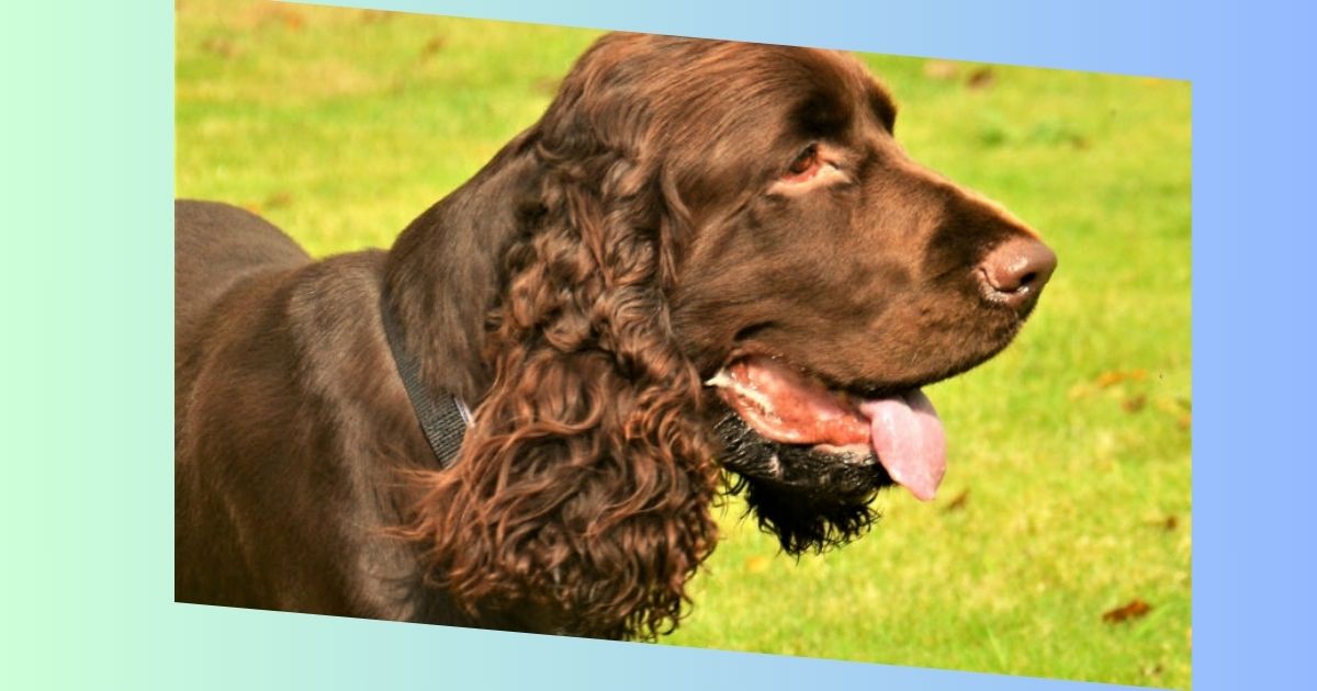 Field Spaniel Bild