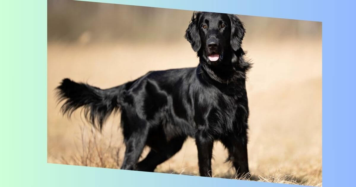 Flat-Coated Retriever Bild