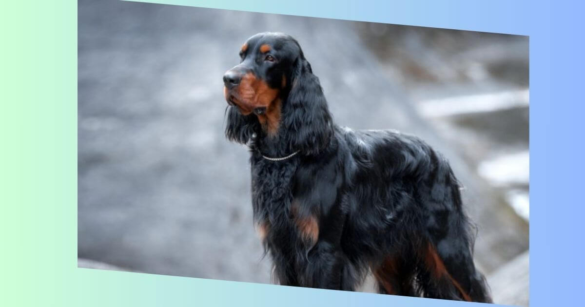 Gordon Setter Bild