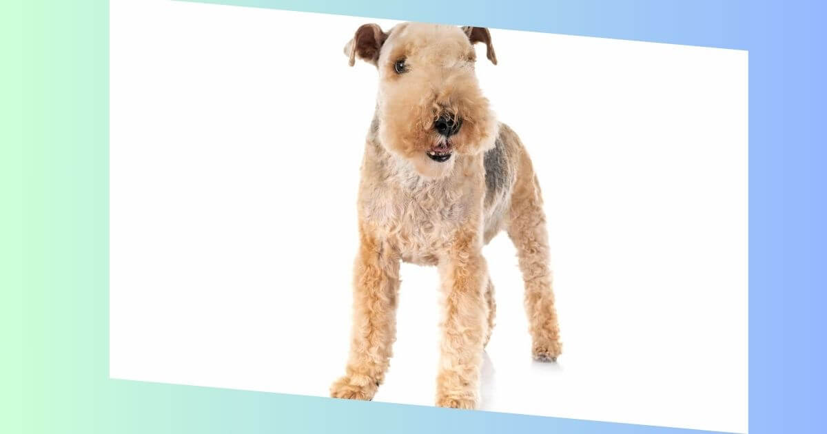 Lakeland Terrier Bild