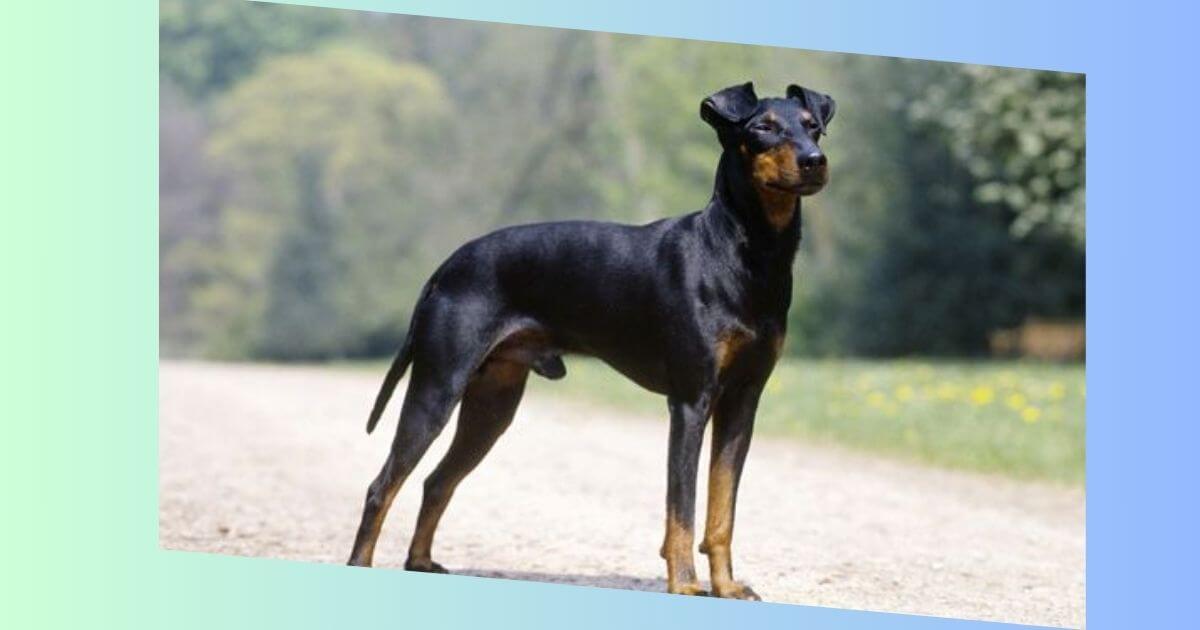 Manchester Terrier Bild