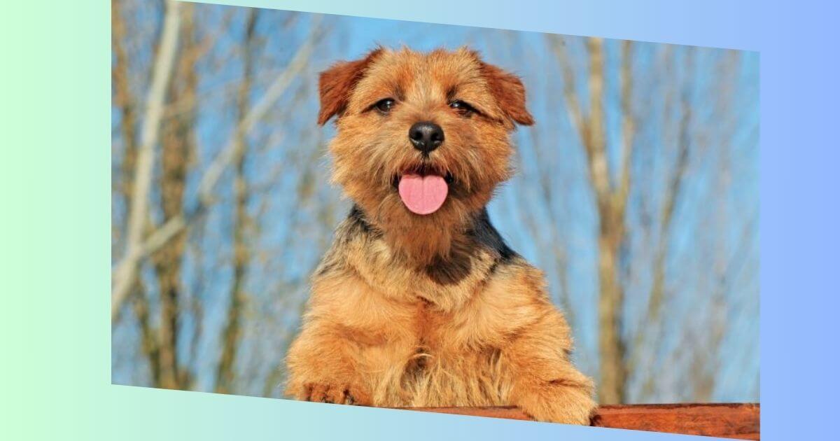 Norfolk Terrier Bild