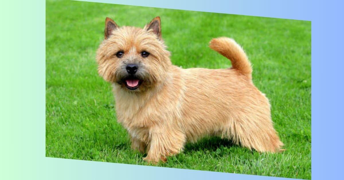 Norwich Terrier Bild