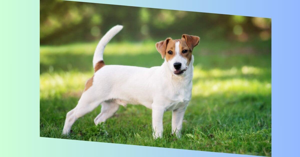 Parson Russel Terrier Bild