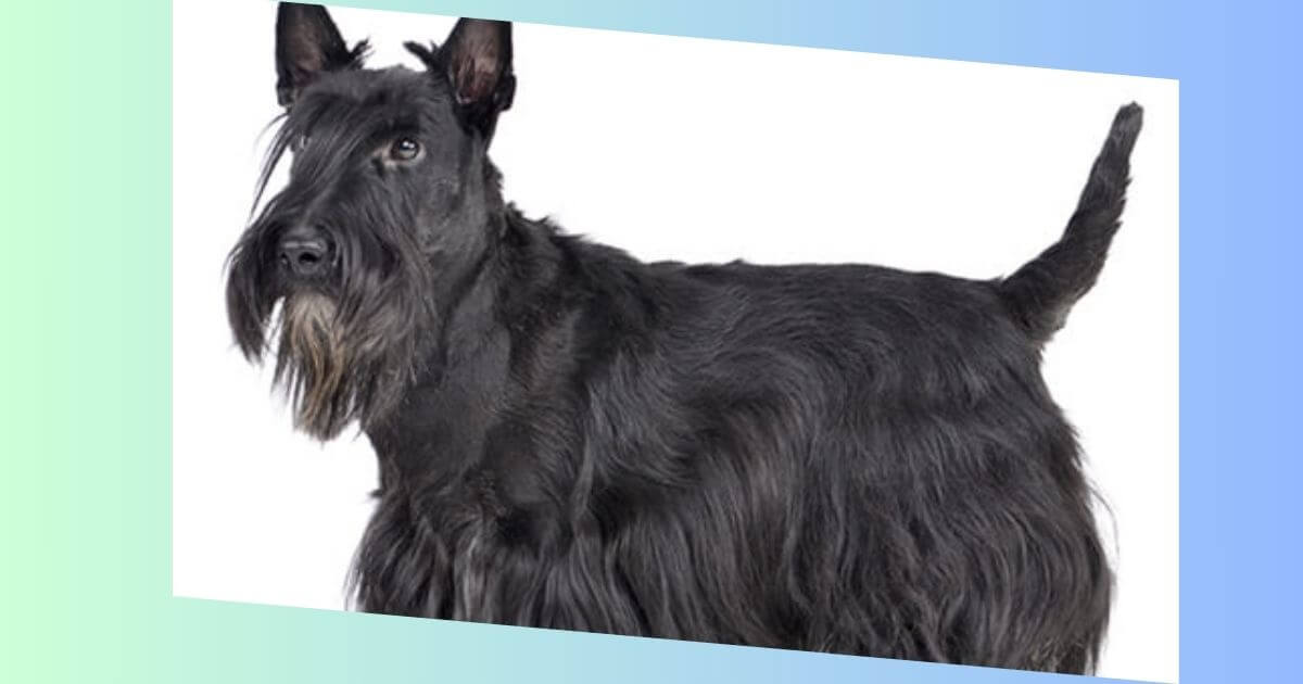 Scottish Terrier Bild