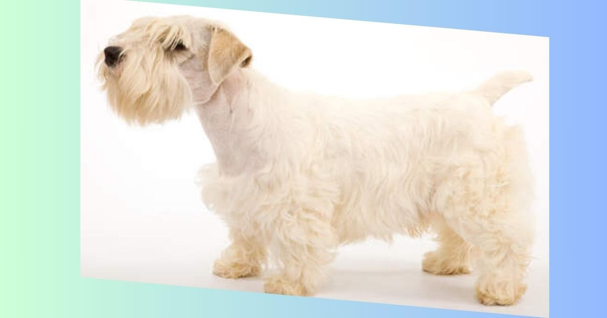 Sealyham Terrier Bild