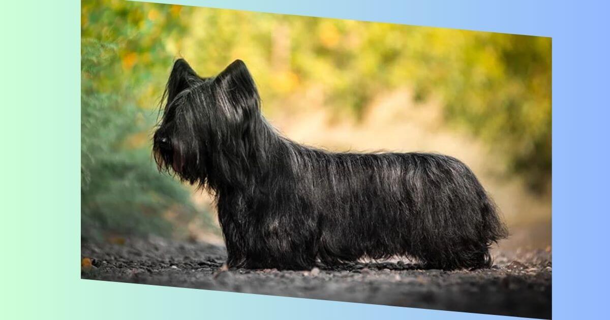 Skye Terrier 