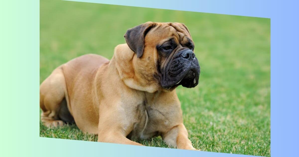 Englischer Mastiff Bild