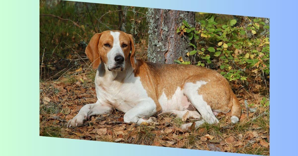 English Foxhound Bild