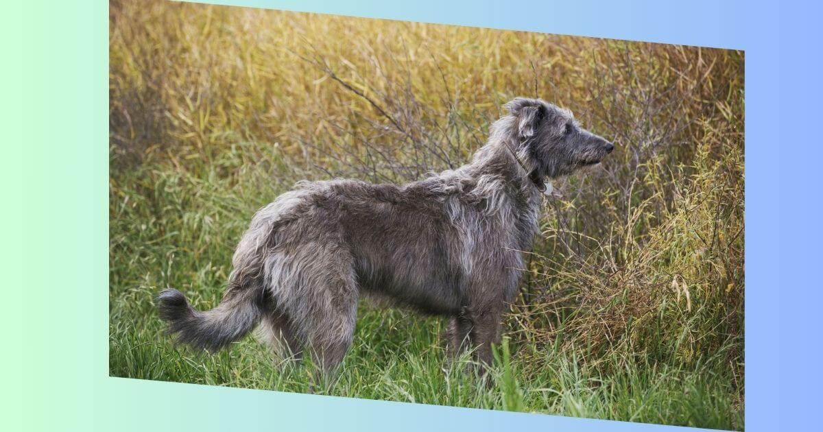 Scottish Deerhound Bild