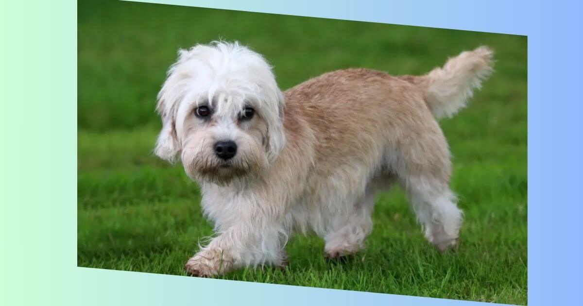 Dandie Dinmont Terrier-Bild