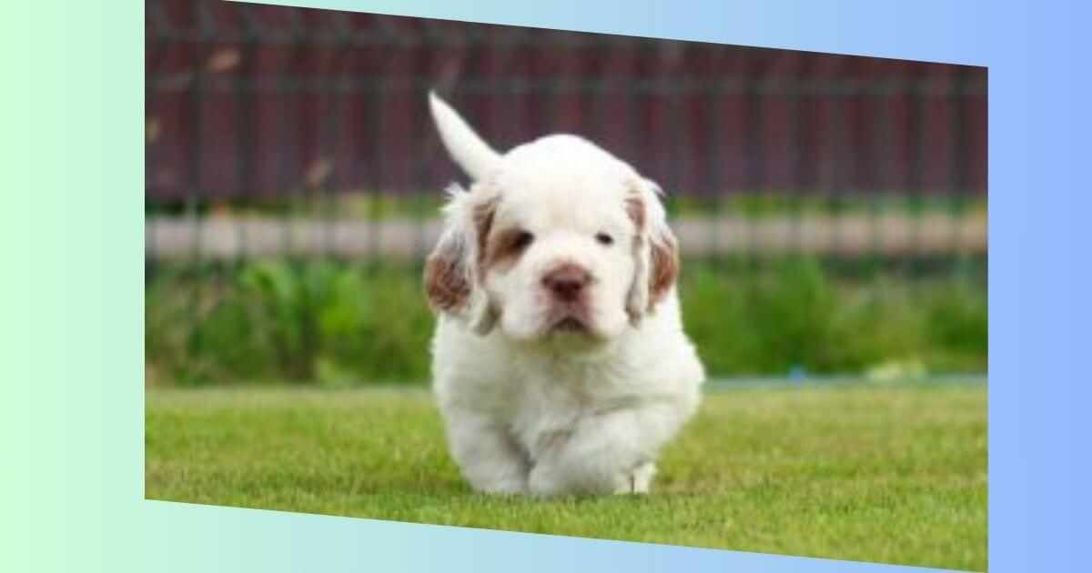 Clumber-Spaniel-Bild