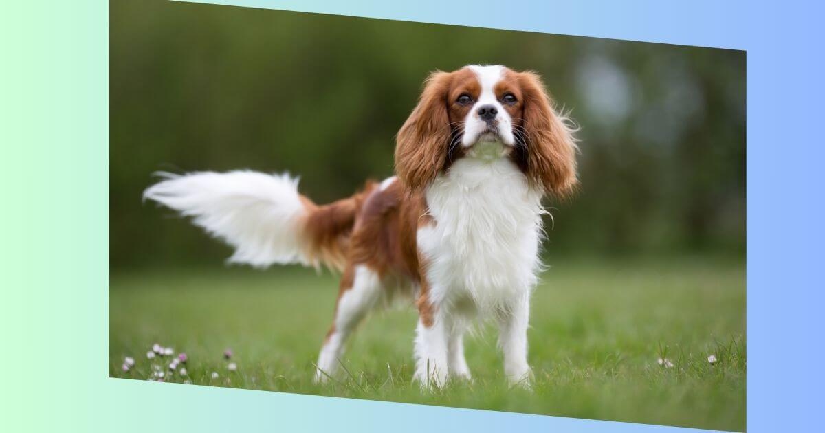 Cavalier-King Charles Spaniel-Bild