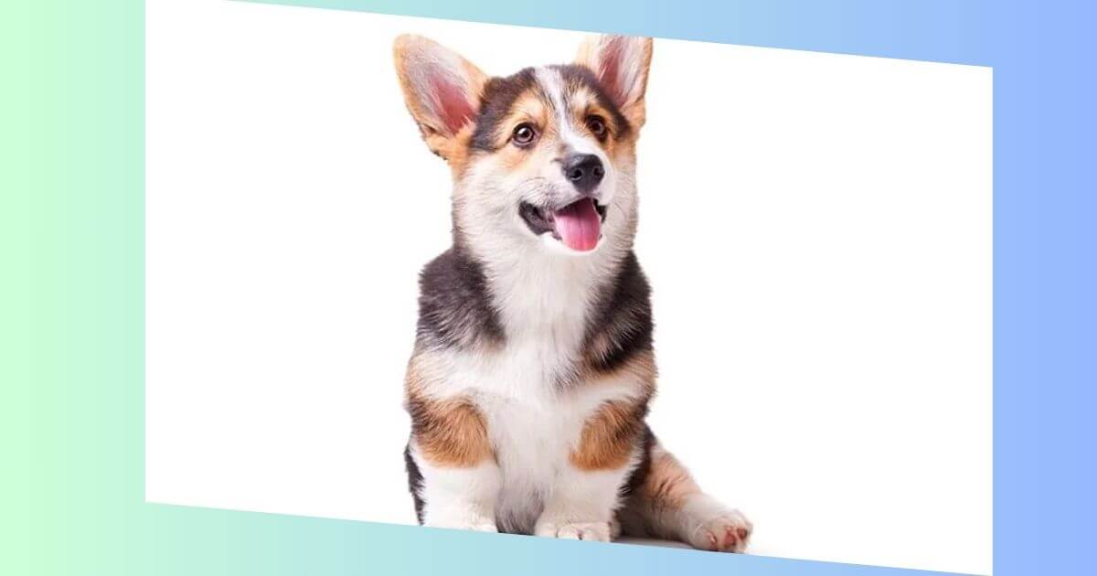 Cardigan Welsh Corgi Bild