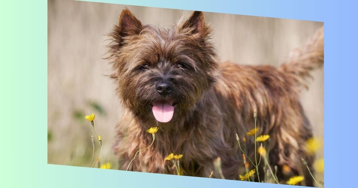 cairn terrier bilder