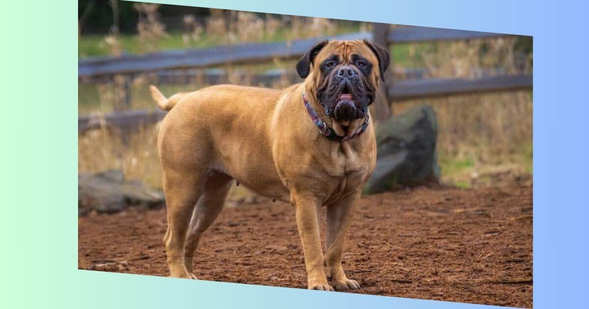 bullmastiff bilder