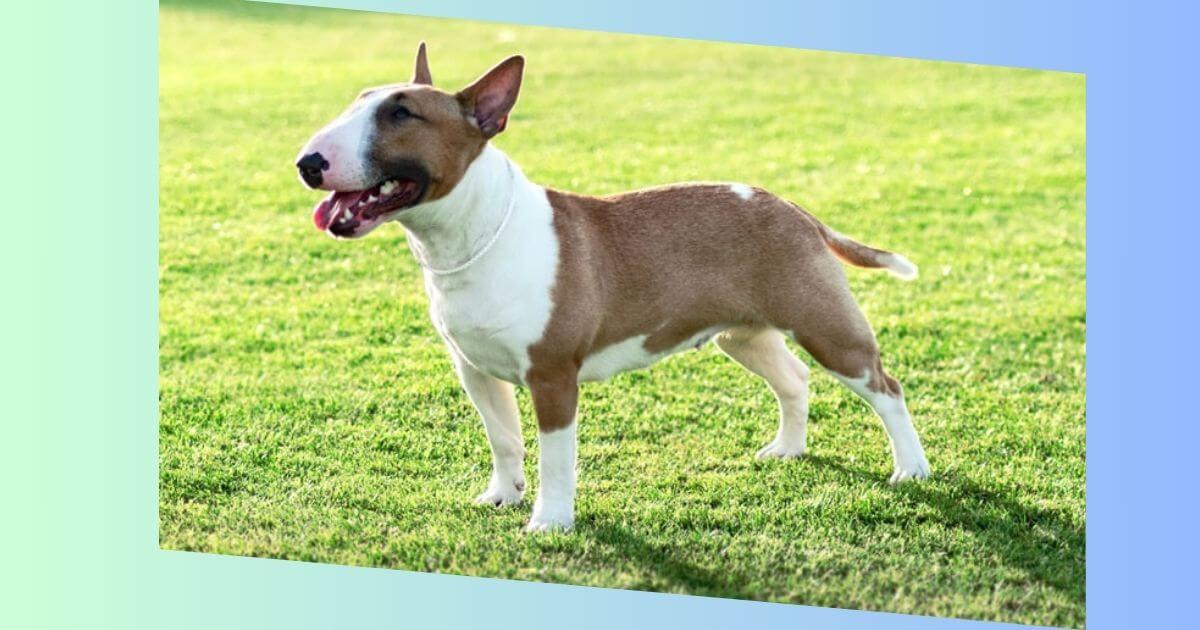 Bullterrier Hund-Bild