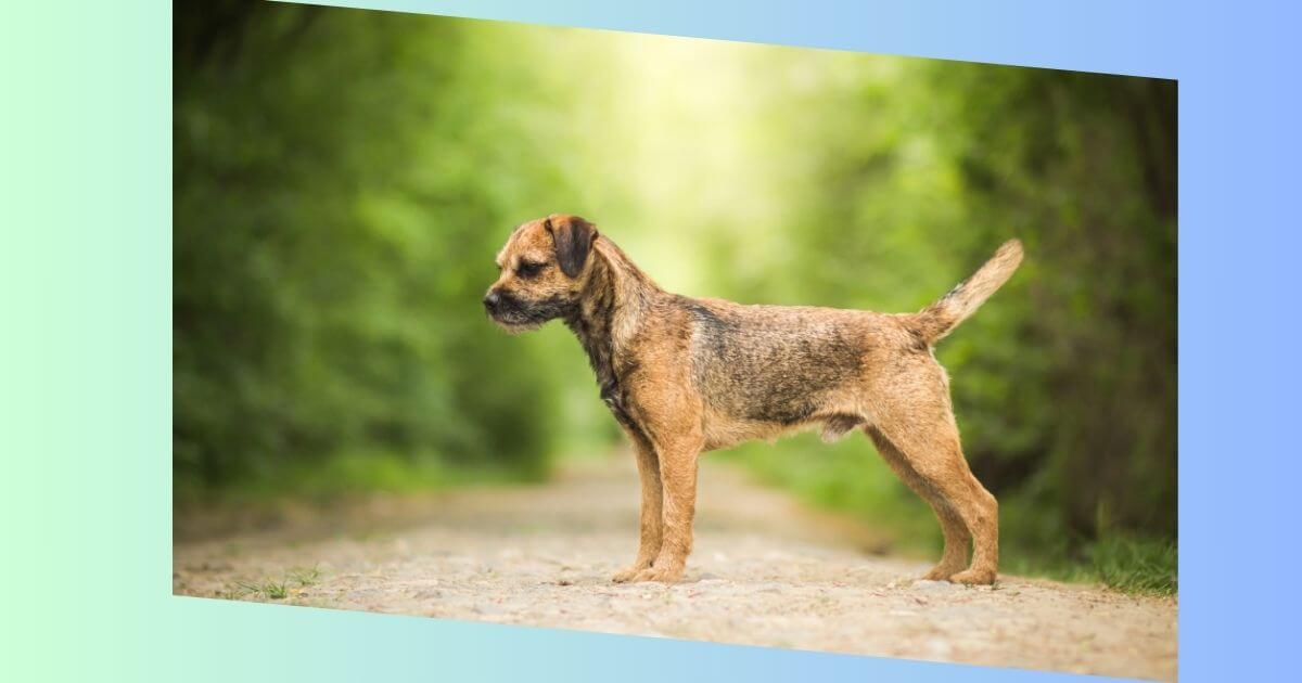 border terrier bilder