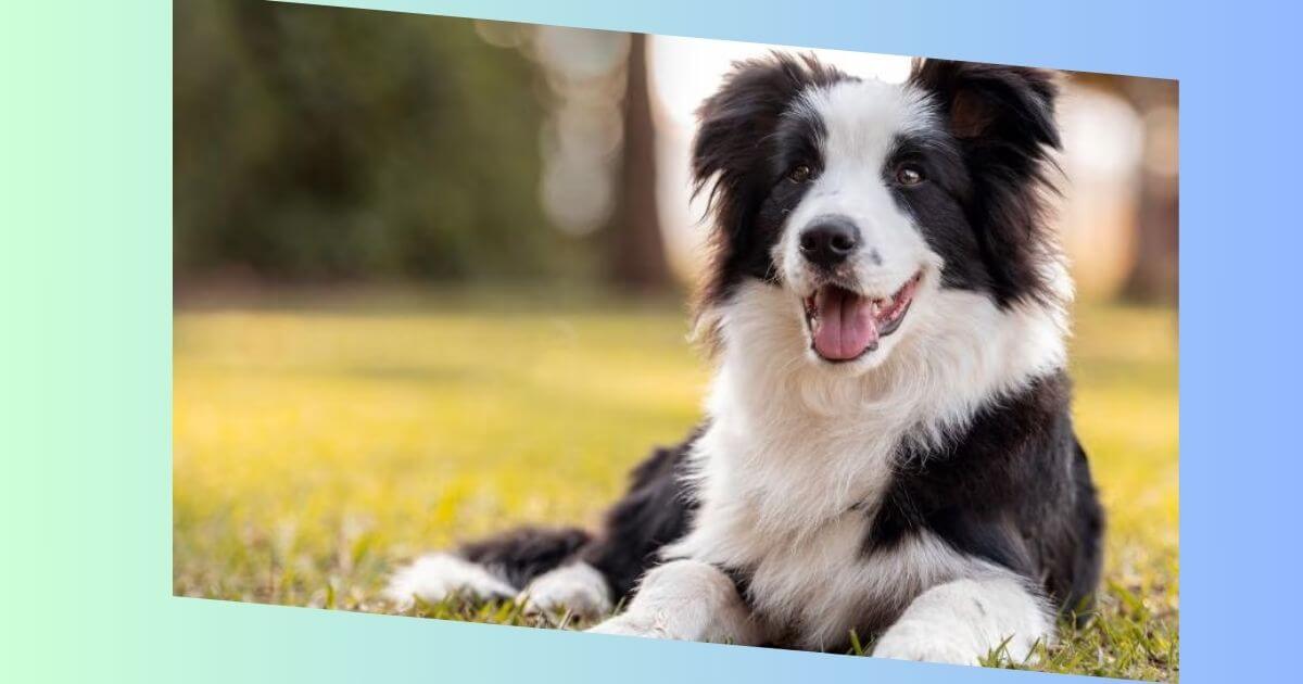 border collie bilder