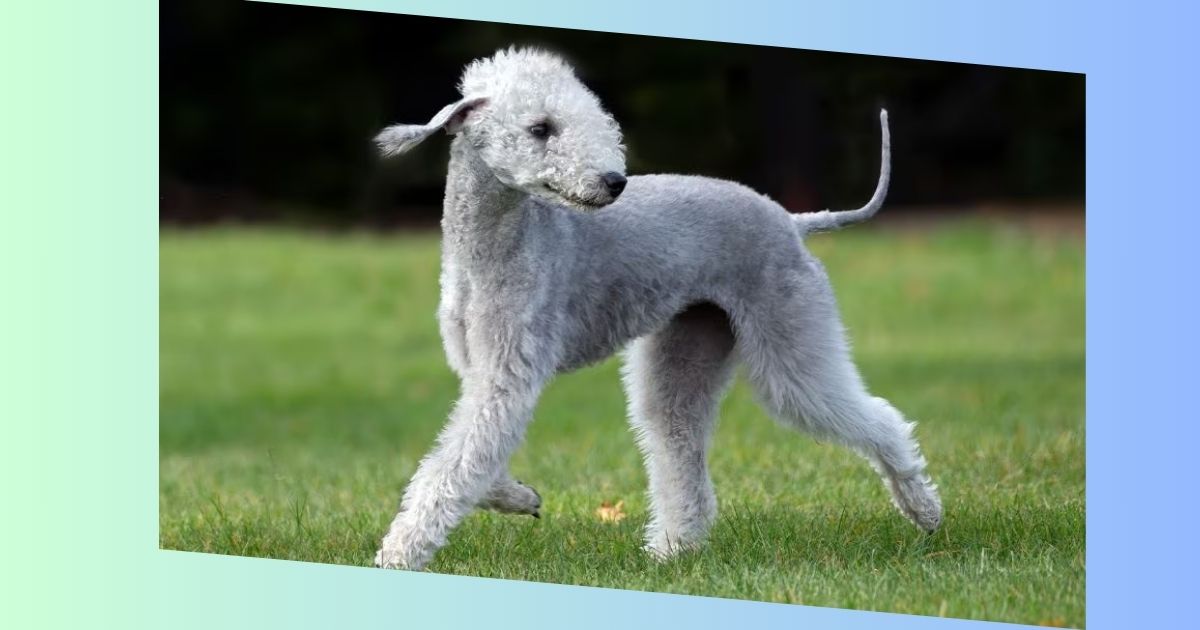 Bedlington-Terrier bild 