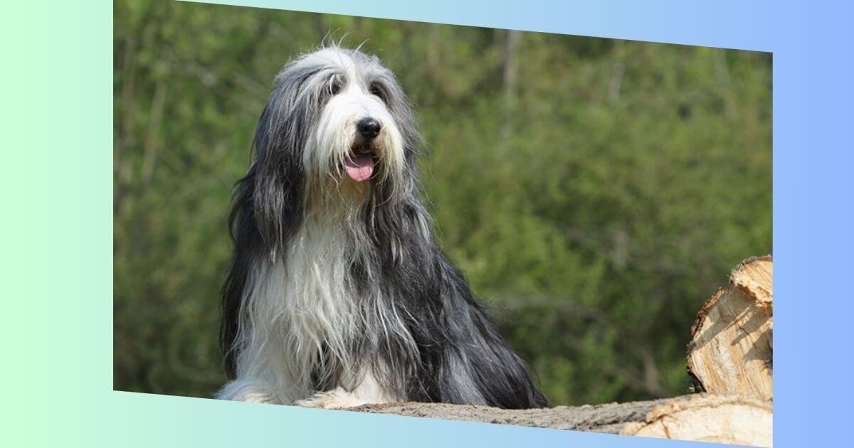 Bearded Collie-Bild