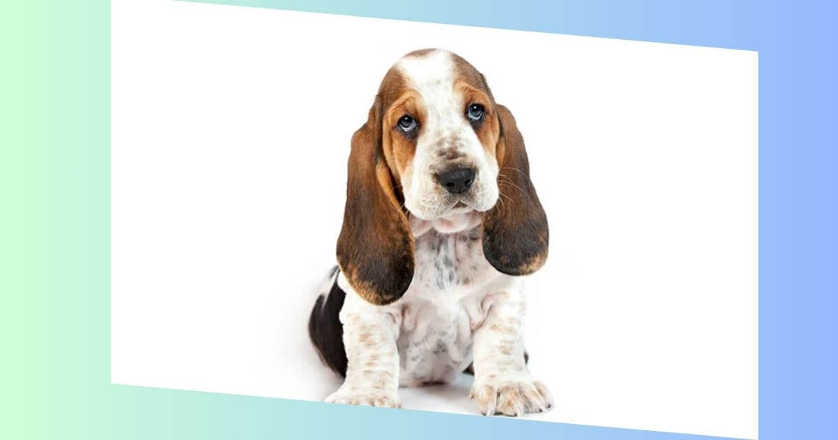 Basset Hound-Bild