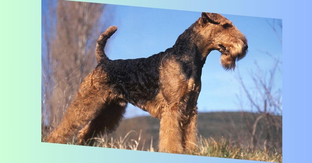 Airedale Terrier Hund Bilder