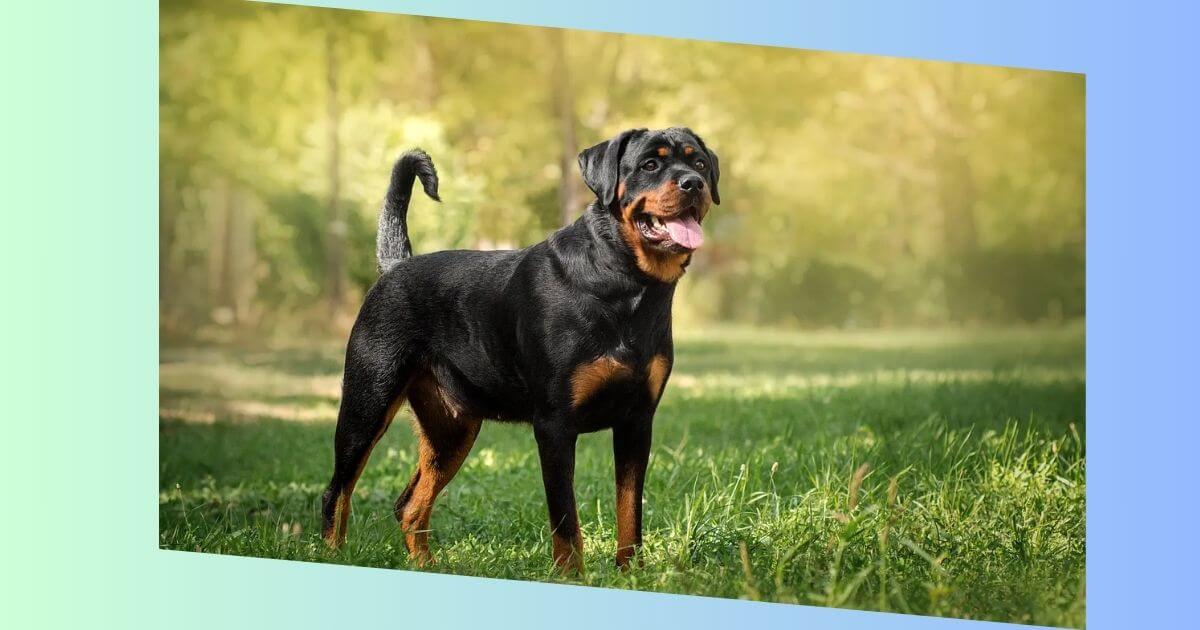 Rottweiler-Bild