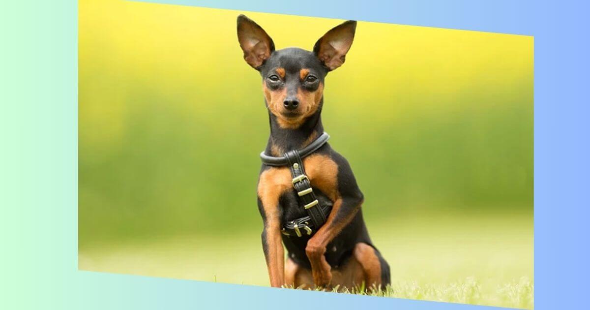 Zwergpinscher-Bild