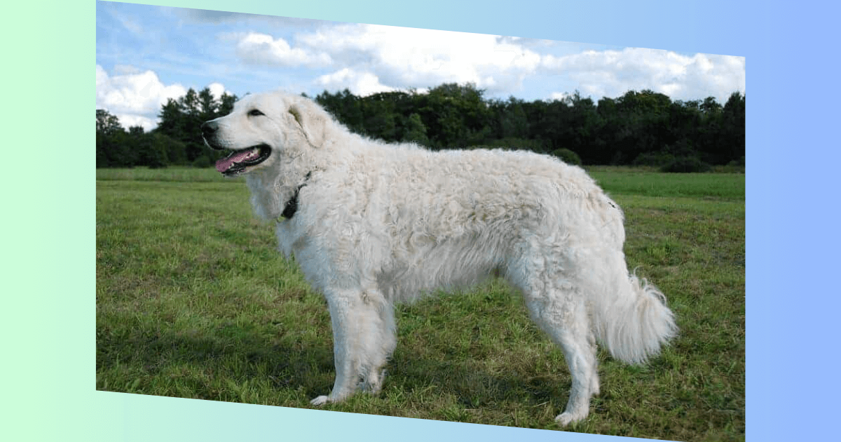 Kuvasz Hund Bild